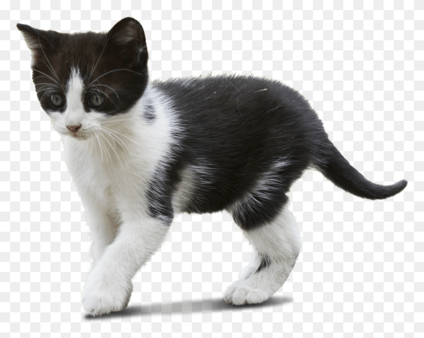 1482x1162 Кошка Гуляет Вырезанная Кошка, Остров Мэн, Домашнее Животное, Млекопитающее Hd Png Скачать