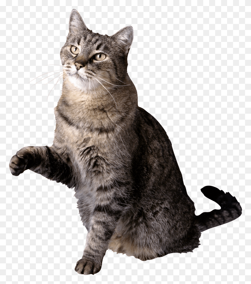 1911x2180 Cat With Paw Raised, Manx, Pet, Mammal HD PNG Download