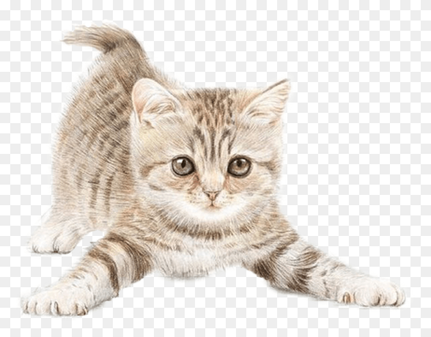 2080x1594 Cat With Small Ears, Manx, Pet, Mammal HD PNG Download