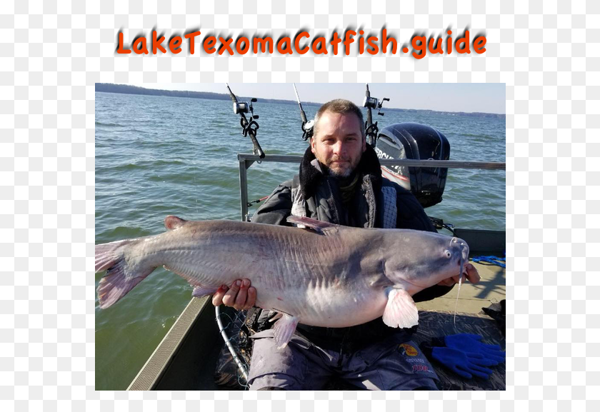 576x517 Catching Blue Catfish Catfish Lake Texoma, Water, Outdoors, Person HD PNG Download