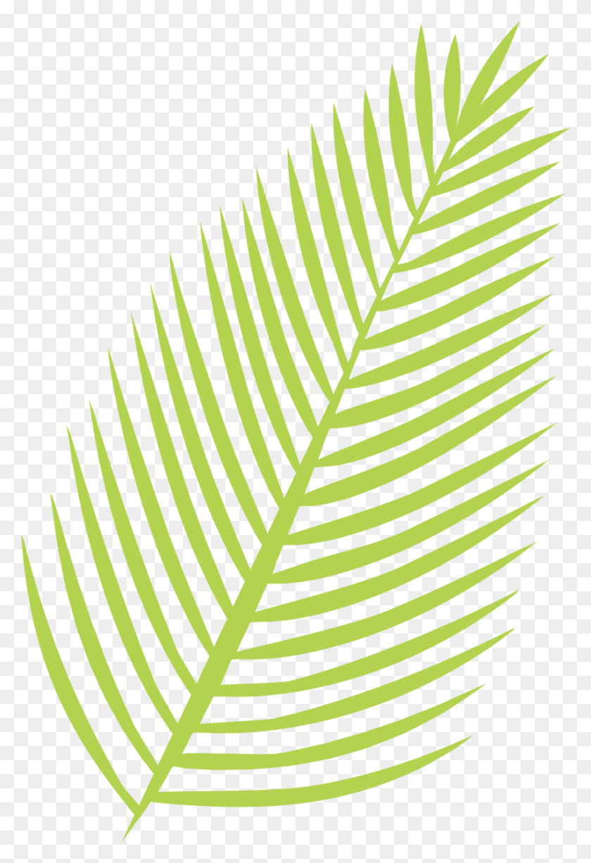 856x1280 Категории Cycas Leaf Herbarium, Plant, Green, Fern Hd Png Download