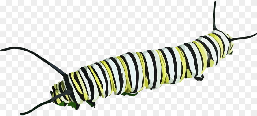 Caterpillar Monarch Caterpillar, Animal, Mammal, Wildlife, Zebra Sticker PNG