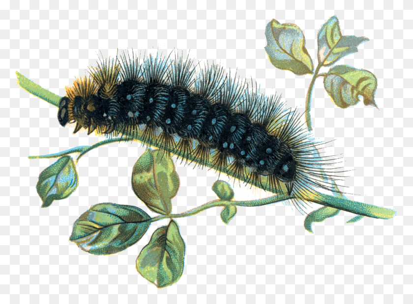 1876x1349 Caterpillar On Branch Caterpillar Transparent, Animal, Invertebrate, Worm HD PNG Download