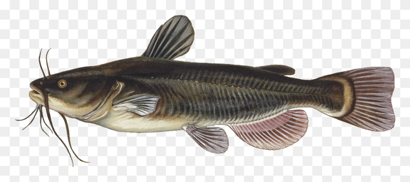 933x375 Сом Ictalurus Punctatus Ameiurus Melas, Рыба, Животное, Карп Hd Png Скачать