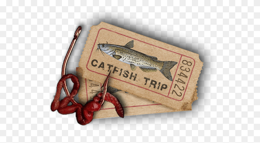 569x402 Catfish Trout, Fish, Animal, Text HD PNG Download