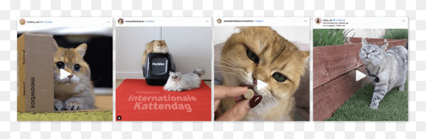 1012x280 Catfluencers Sponsored Posts Cat Stuff Kitten, Pet, Mammal, Animal Hd Png Скачать