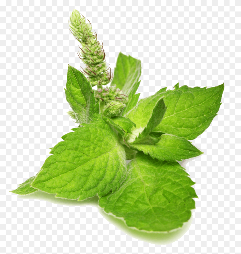 3146x3331 Catnip Mentha Spicata Leaf Food Mint Transprent Catnip HD PNG Download