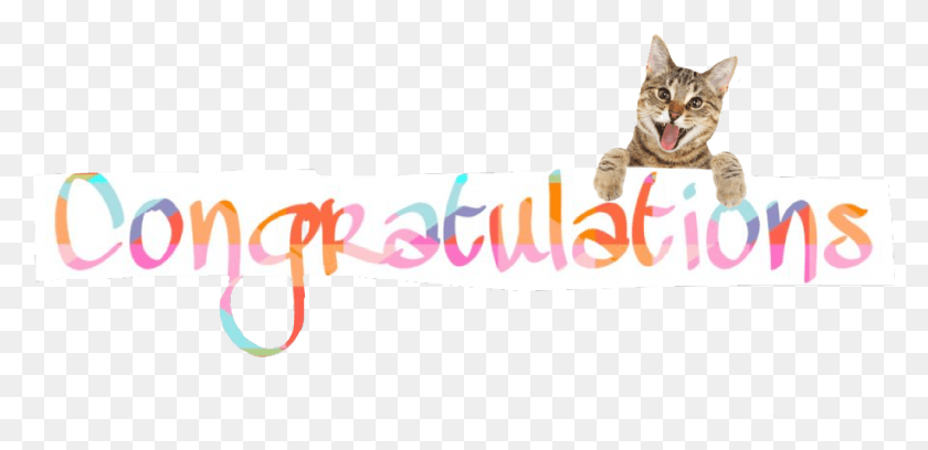 1024x457 Cats Congratulation Congratulations Congrats Congrat Domestic Short Haired Cat, Pet, Mammal, Animal HD PNG Download