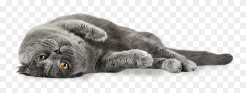 1352x448 Cats Grey Cat, Pet, Mammal, Animal HD PNG Download