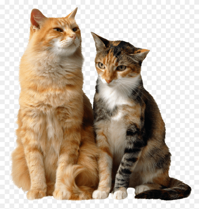 800x845 Cats National Animal Control Officer Appreciation Week 2018, Cat, Pet, Mammal HD PNG Download