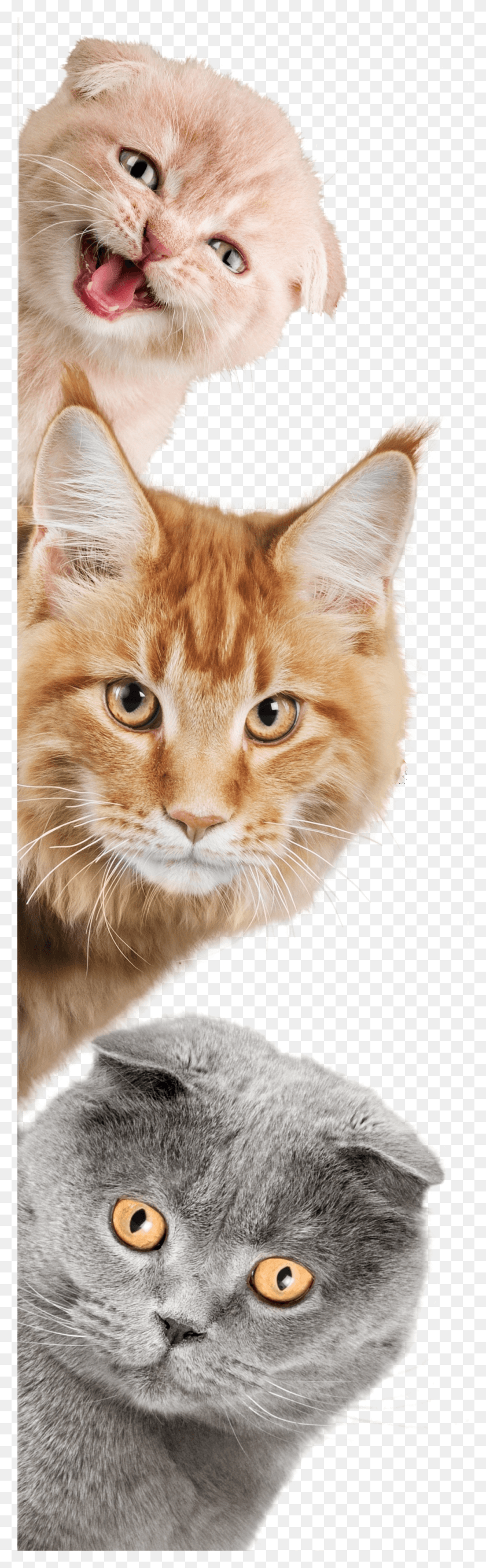 1038x3528 Cats On Sides Copy Domestic Short Haired Cat, Manx, Pet, Mammal HD PNG Download
