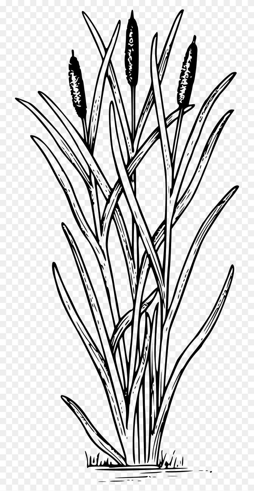 743x1561 Cattail Cattail Black And White, Gray, World Of Warcraft HD PNG Download