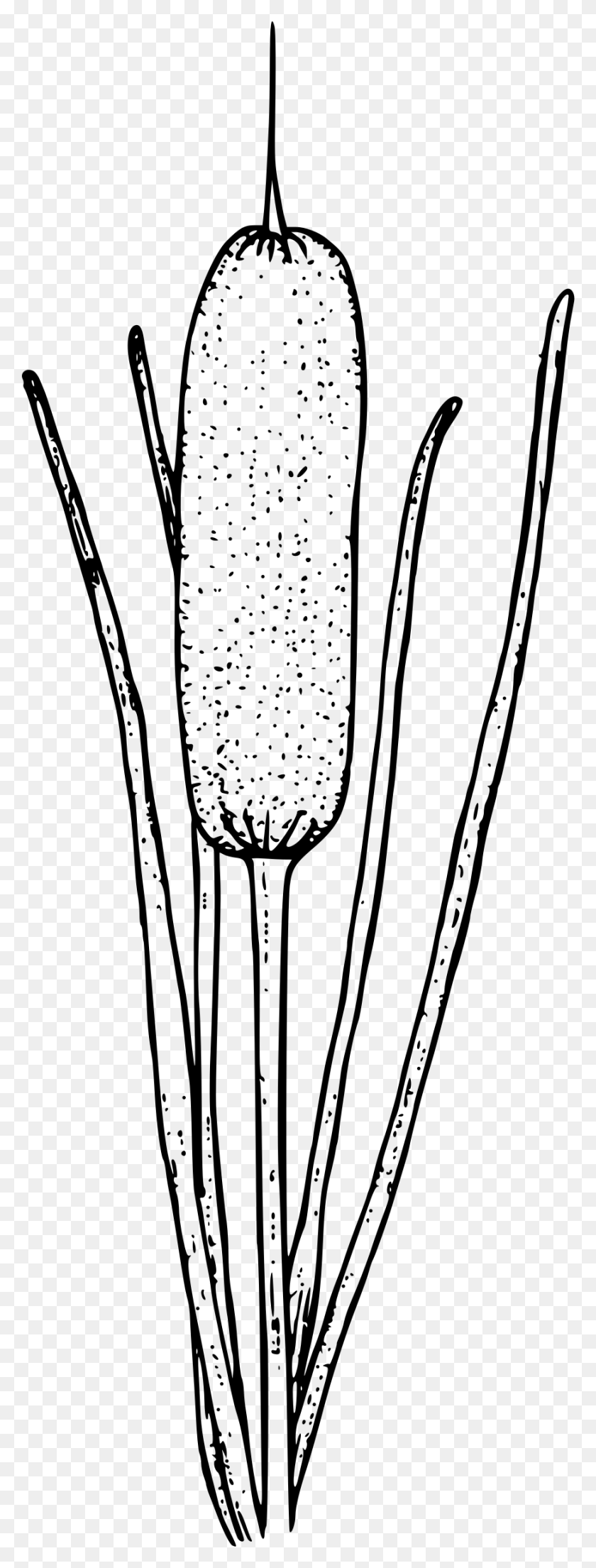 871x2400 Cattail Clip Art Drawing Portable Network Graphics Cattails Clipart Black And White, Gray, World Of Warcraft HD PNG Download