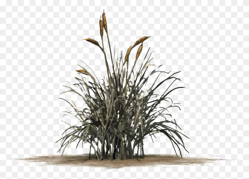 1108x774 Cattail Graphic Cat Tail Grass, Plant, Tree, Wood HD PNG Download