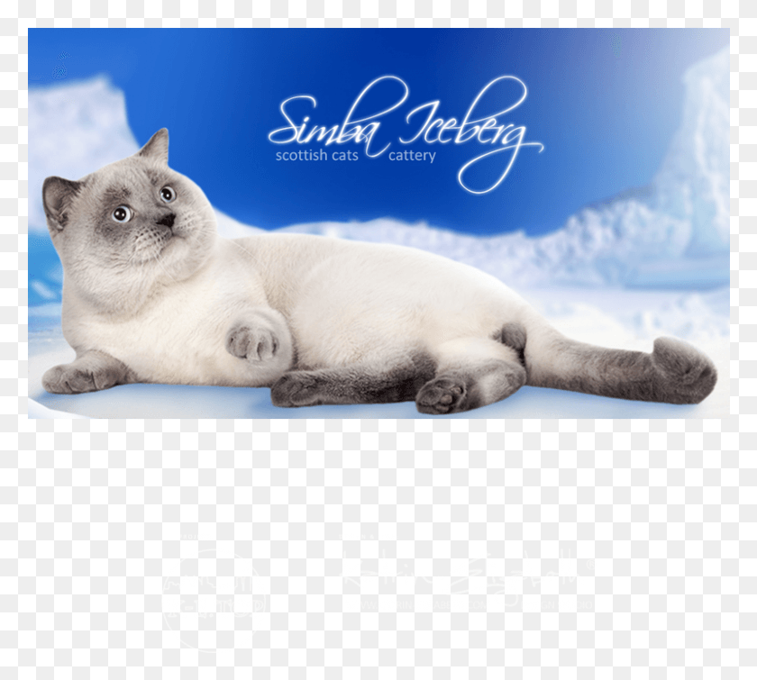 801x714 Cattery Simba Iceberg British Shorthair, Cat, Pet, Mammal HD PNG Download