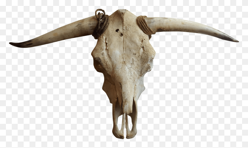 4969x2822 Cattle Goat Horn Bone Transparent Cow Skull HD PNG Download