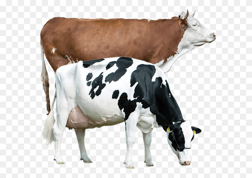 602x535 Png Крупный Рогатый Скот Secado De Vacas Lecheras, Корова, Млекопитающее, Животное Hd Png Скачать