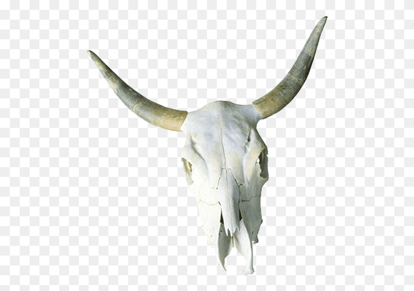 491x532 Cattle Skull Horn Bone Bull, Longhorn, Mammal, Animal HD PNG Download