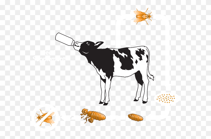 592x492 Крупный Рогатый Скот Вектор Корова Швейцария Корова Значок Кормления, Млекопитающее, Животное, Молочная Корова Png Скачать
