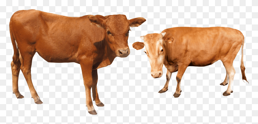4046x1793 Png Изображение - Корова И Буйвол Png.