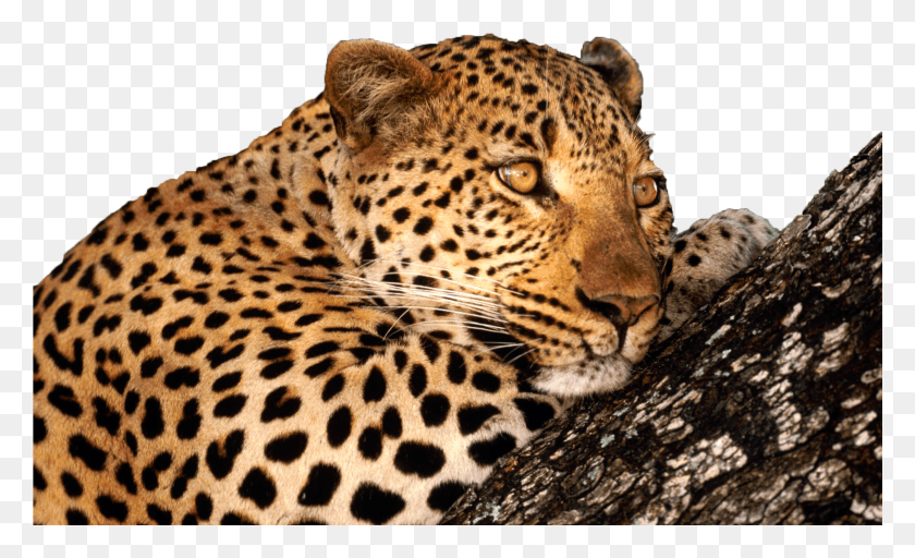 2000x1160 Caucasian Leopards HD PNG Download