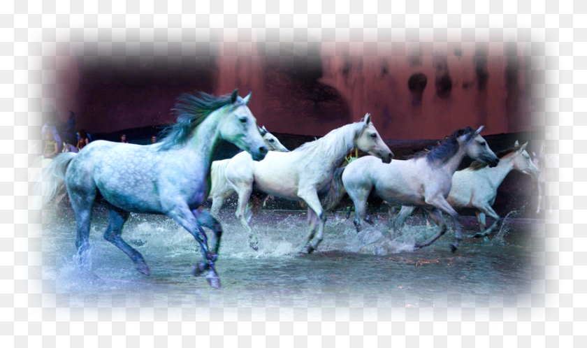 854x480 Cavalia Horses 5 Caballo Blanco Corriendo, Mamífero, Animal, Caballo Andaluz Hd Png