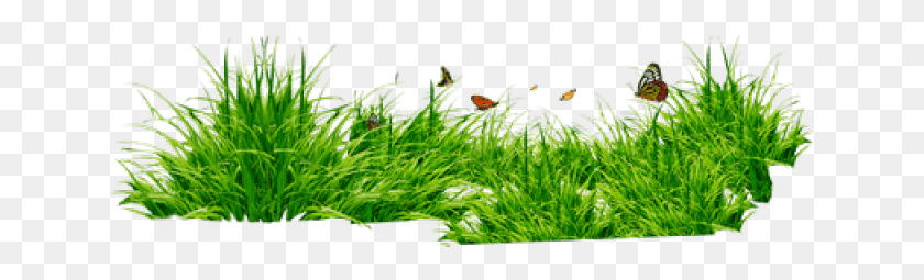 641x195 Cb Edit Grass, Plant, Vegetation, Moss Hd Png Скачать