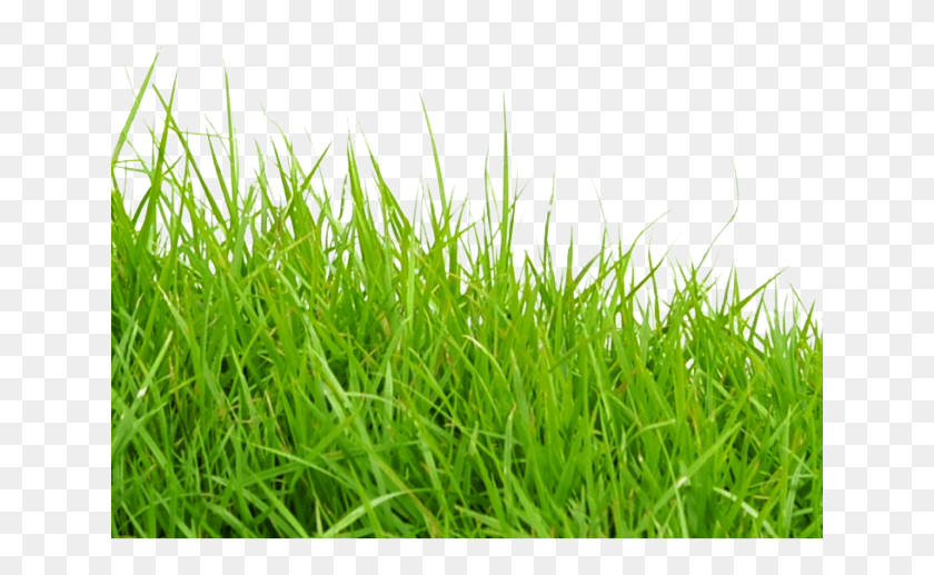 641x457 Cb Edit Grass, Plant, Lawn HD PNG Download