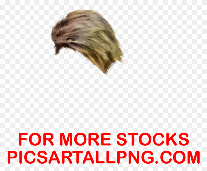 870x710 Cb Hair Pnghair Pngpicsartallpng Poster, Bird, Animal, Plant HD PNG Download