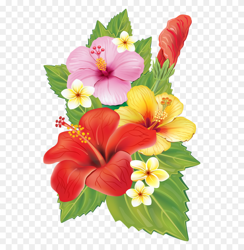 541x800 Cc Ca Da F Xxxl Hibiscus Flower Bunch, Hibiscus, Flower, Plant HD PNG Download