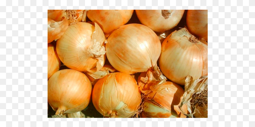 530x359 Cebolla Cabezona Blanca Sin Pelar Rimedio Naturale Per Far Crescere I Capelli, Plant, Vegetable, Food HD PNG Download