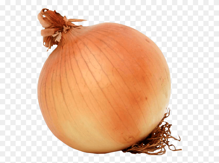 558x565 Cebolla Soviet Onion, Plant, Shallot, Vegetable HD PNG Download