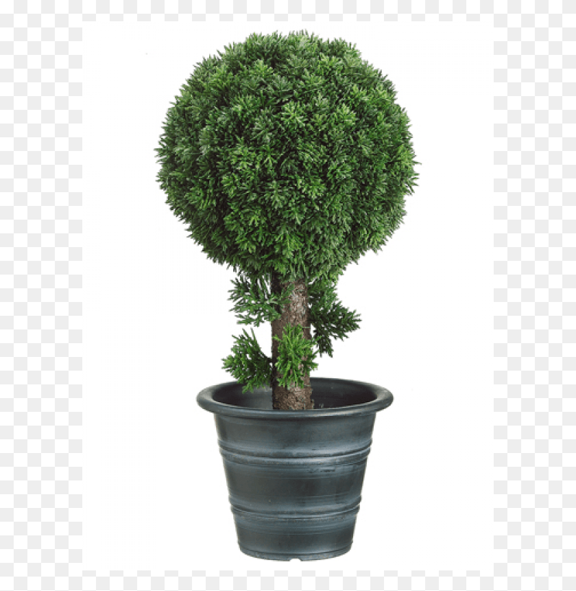601x801 Cedar Ball Topiary In Plastic Pot Green Flowerpot, Tree, Plant, Potted Plant HD PNG Download