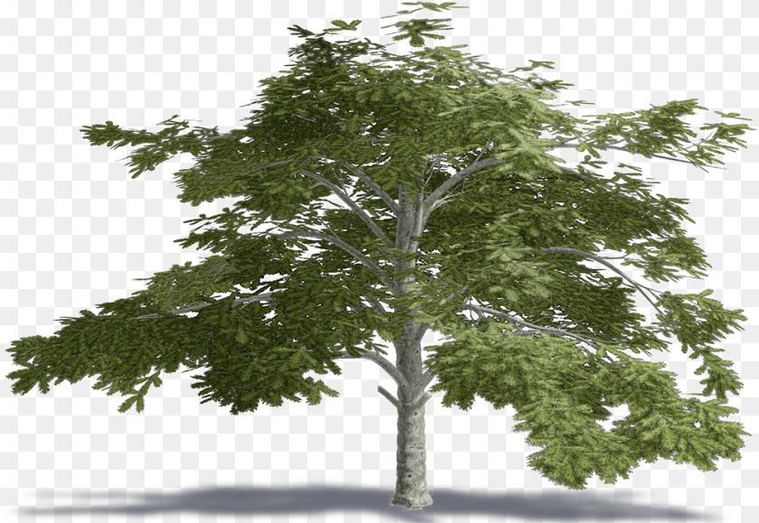 1001x690 Cedar Of Lebanon Lebanese Cedar Tree, Oak, Plant, Sycamore, Tree Trunk PNG