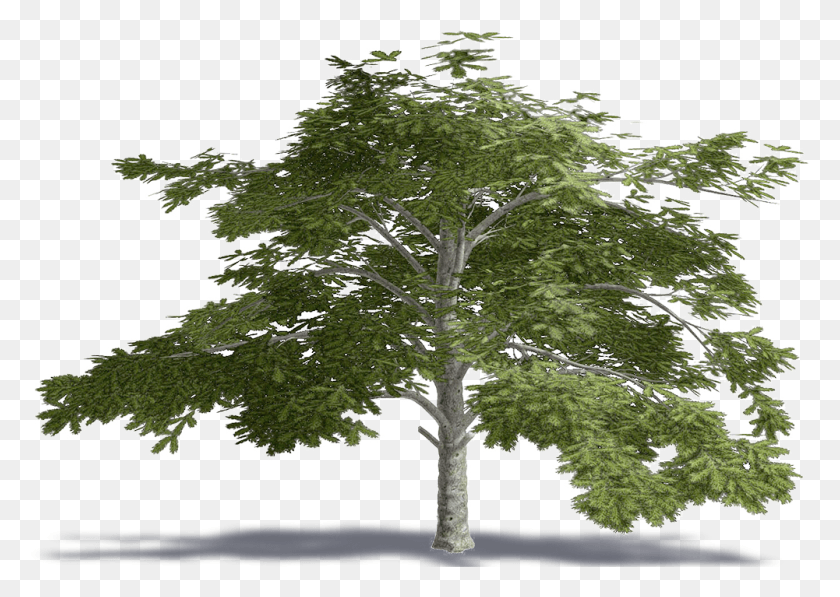 1001x690 Cedar Of Lebanon Plane Tree Family, Plant, Tree Trunk, Land HD PNG Download
