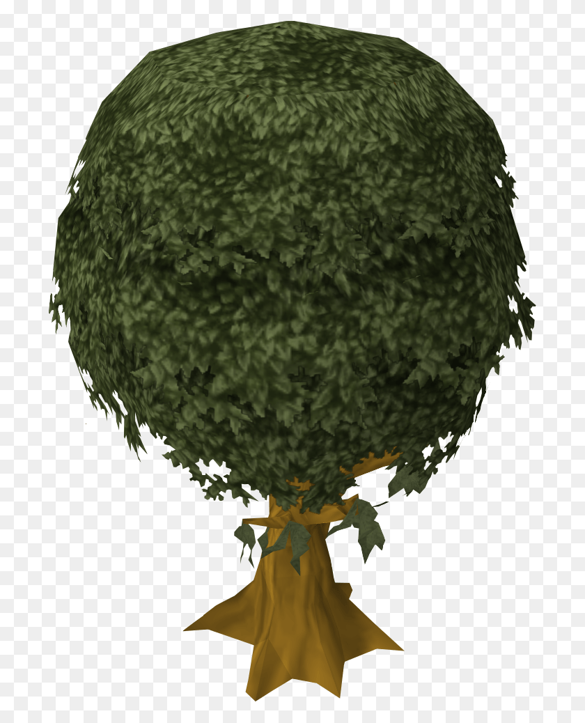 701x978 Cedar Tree Transparent Background White Walnut, Sphere, Plant, Green HD PNG Download
