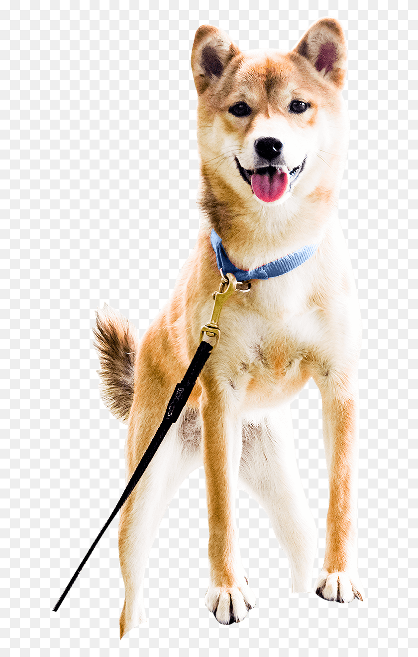 633x1258 Ceilidh Dog Catches Something, Strap, Pet, Canine HD PNG Download