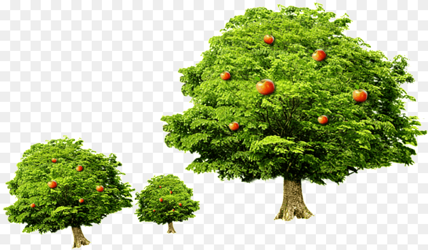 1013x592 Celebrate Children S Day Tree Vector Meyve Aac, Plant, Conifer, Green, Food PNG