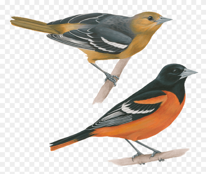 2211x1842 Celebrate Urban Birds Aves De Estados Unidos, Bird, Animal, Finch HD PNG Download