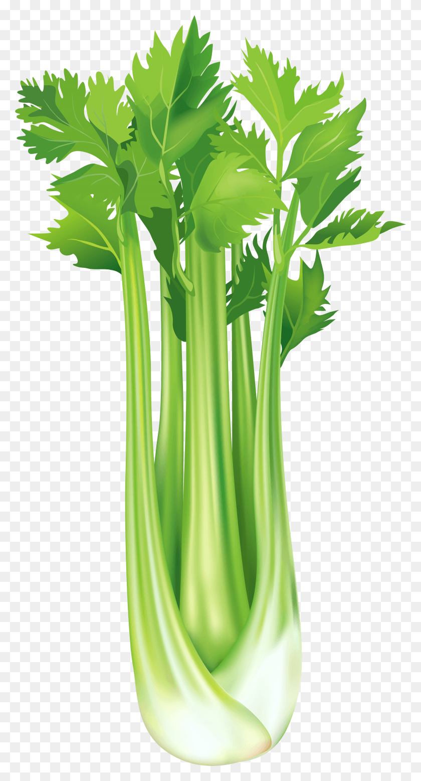 4108x7889 Celery HD PNG Download