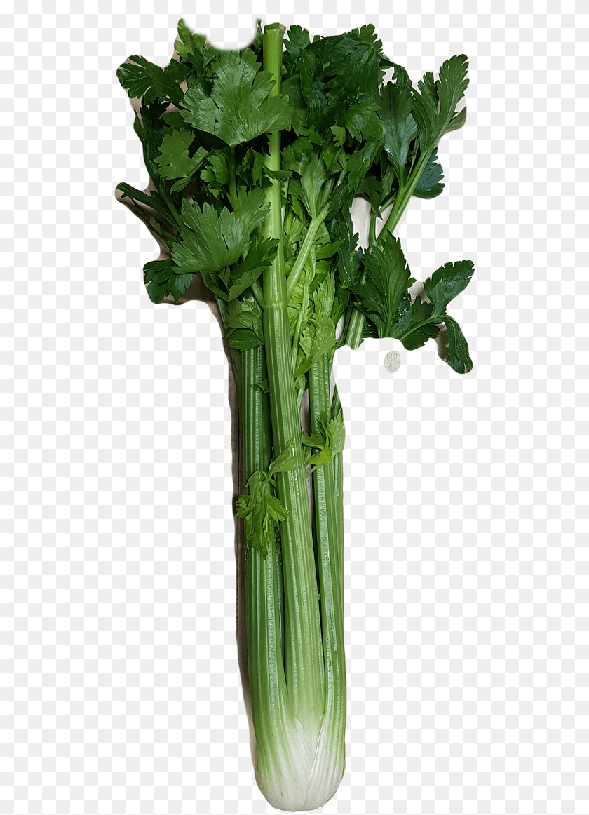 Celery Large Mustard Greens, Plant, Herbs, Food Sticker PNG
