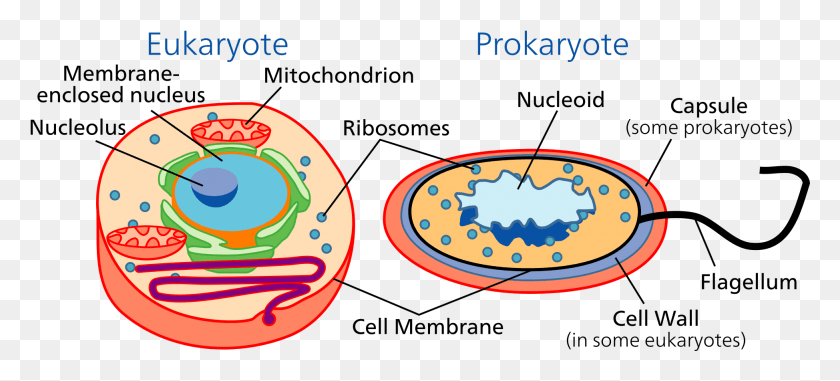 1948x804 Descargar Png Biología Celular Wikipedia Procariotas Y Eucariotas, Etiqueta, Texto, Comida Hd Png