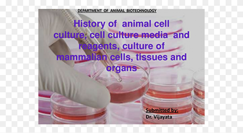 577x401 Cell Culture, Person, Human, Beverage HD PNG Download