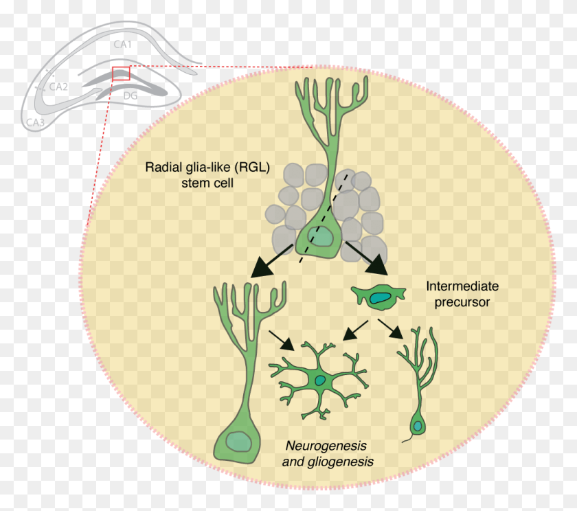 1016x892 Иллюстрация Новых Нейронов Деления Клеток, Этикетка, Текст, Диаграмма Hd Png Скачать
