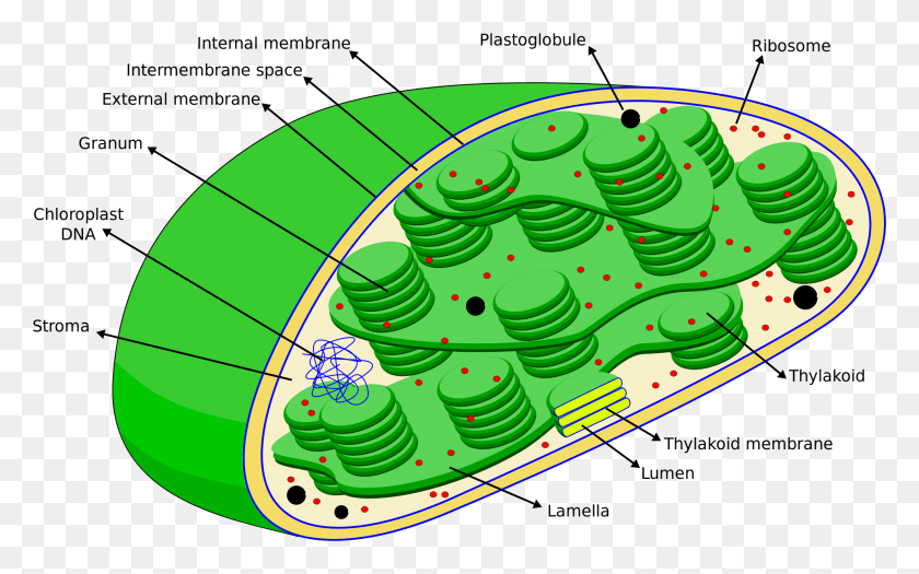 1966x1174 Cell Eng Organelle Фотосинтетическая Днк В Хлоропласте, Графика, Архитектура Hd Png Скачать