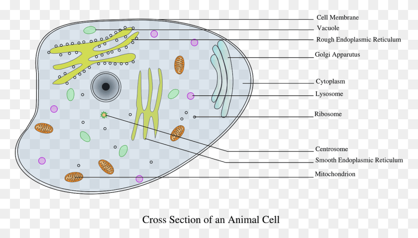 1280x688 Cell Information Animal Biology Image Animal Cell Diagram Labeled Gcse, Plot, Disk, Sphere HD PNG Download