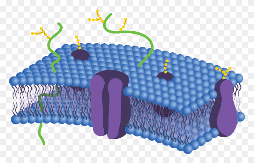 800x492 Cell Membrane Cell Membrane Not Labeled, Inflatable, Pac Man HD PNG Download