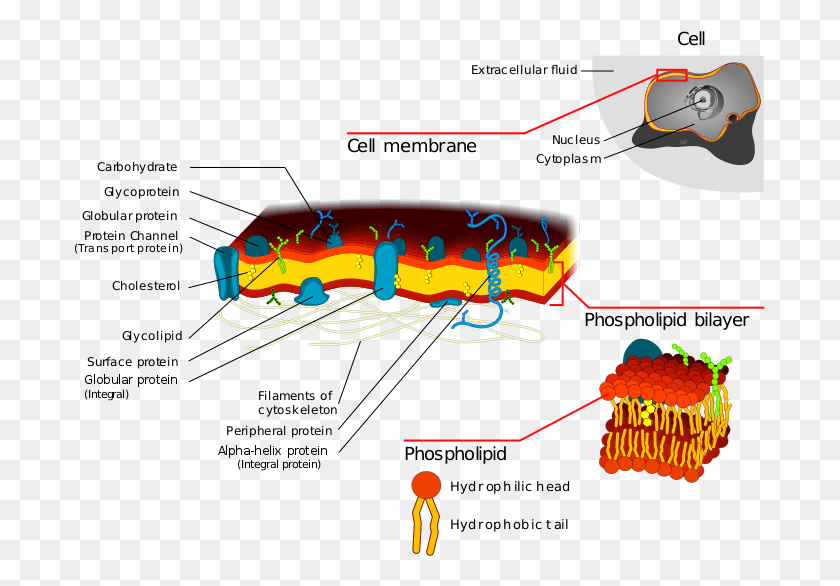 691x526 Cell Membrane Detailed Diagram Cell Membrane Transport Function, Plot, Outdoors, Text HD PNG Download