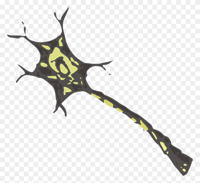 793x720 Cell Neuron Nerve Biology Science Nervous System Nerve Cell No Background, Axe, Tool, Weapon HD PNG Download