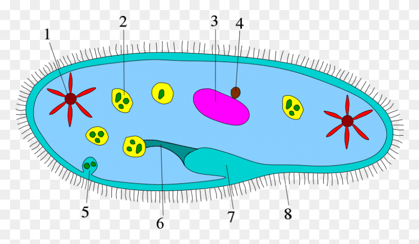 799x440 Cell Structure Of A Ciliophoran Ciliophora Diagram, Nature, Outdoors, Water HD PNG Download